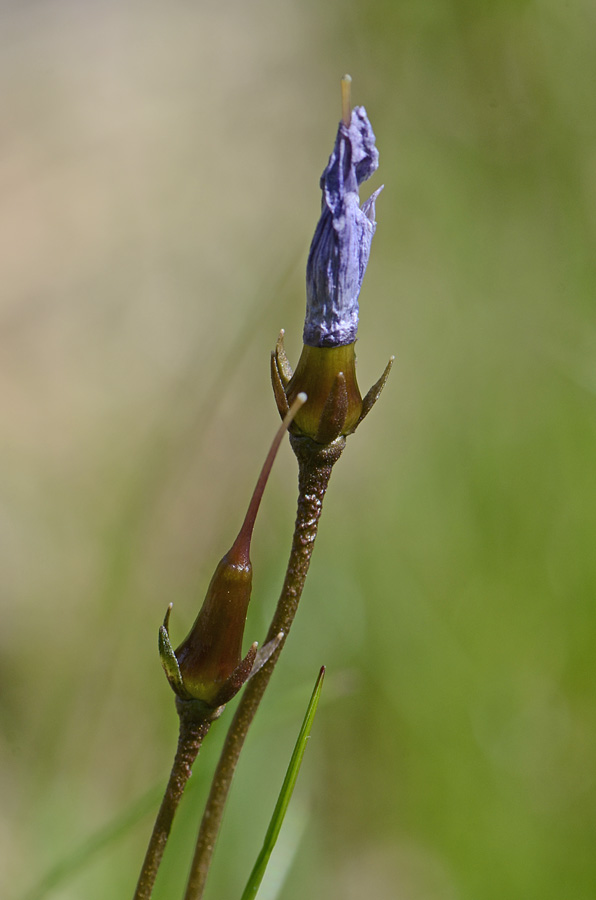 Di che fiore �? : Gentiana sp.
